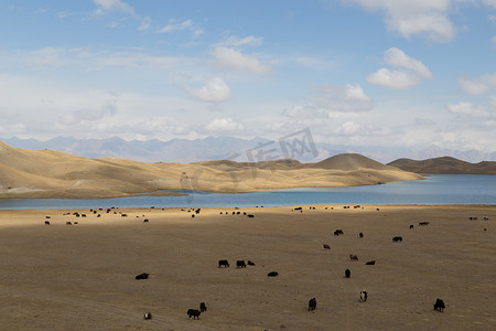 在吉尔吉斯斯坦南部的 Tulpar 湖放牧牦牛