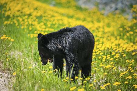 加拿大贾斯珀国家公园的熊吃花