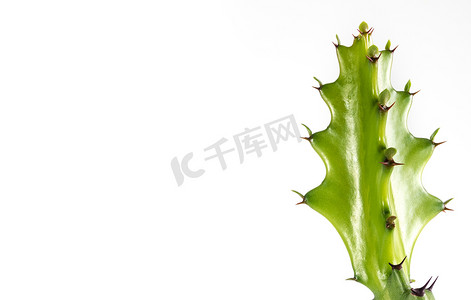 黄精龙骨汤摄影照片_白色背景龙骨仙人掌的新鲜芽