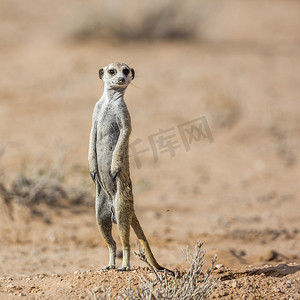 跨境主图摄影照片_南非 Kgalagadi 跨境公园的猫鼬