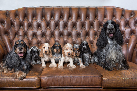 英国可卡犬家庭与小狗