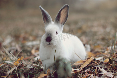 黄叶上黑耳朵的白兔