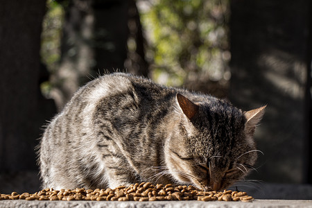 另一张无家可归的流浪猫的画像