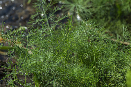 绿色莳萝 (Anethum graveolens) 的花生长在农业领域。