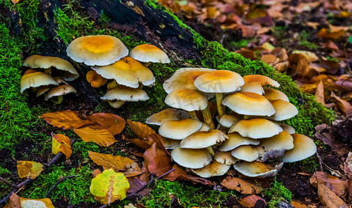 一小群黄栗蘑菇，来自欧洲的常见真菌