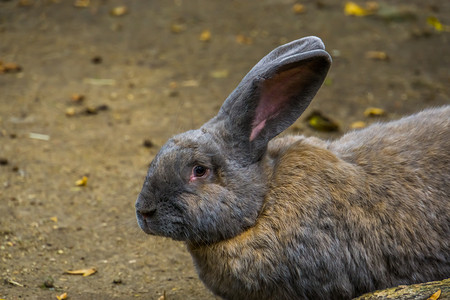 棕色欧洲兔的特写，流行的家养兔子