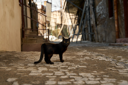 一只流浪的黑猫走在胡同里