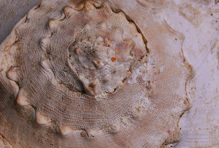 海螺螺