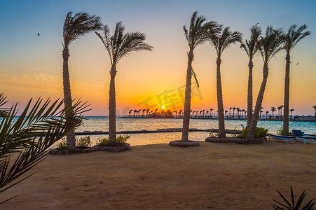 赫尔格达半岛的日出穿过一排棕榈树