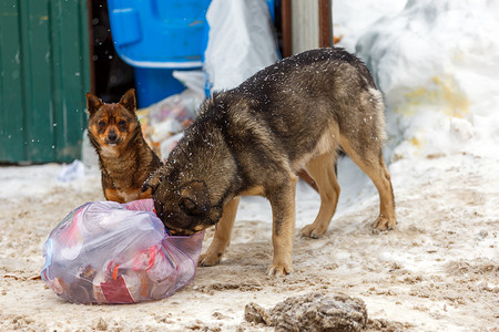 两只流浪狗在冬日降雪下带走垃圾袋
