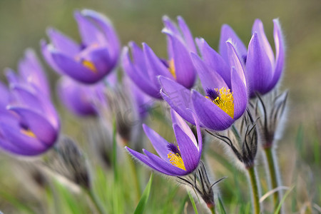 人气大牌摄影照片_美丽的紫色小毛茸茸的白头翁花。 
