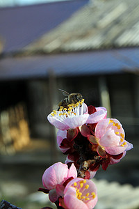 蜜蜂飞入花宏