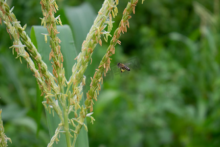 授粉摄影照片_蜜蜂在大自然中为玉米花授粉