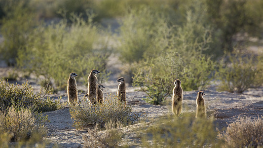 南非 Kgalagadi 跨境公园的猫鼬