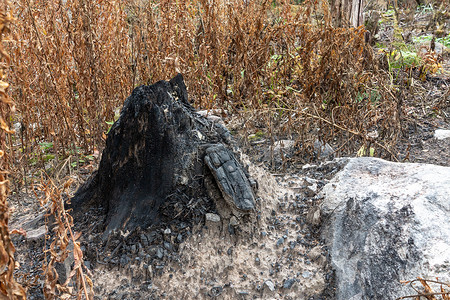 干烧摄影照片_黑色，烧焦的树桩在森林里。