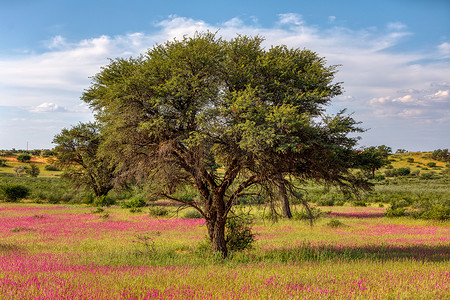 开花的卡拉哈里沙漠南非原野