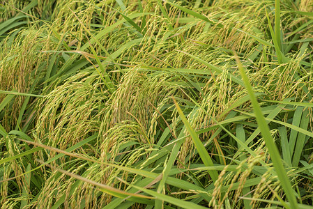 领域的绿色水稻植物