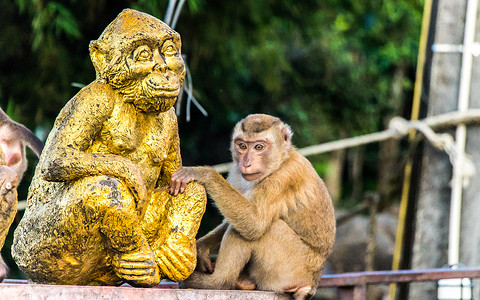 白日梦想家摄影照片_普吉岛猴山的猕猴。