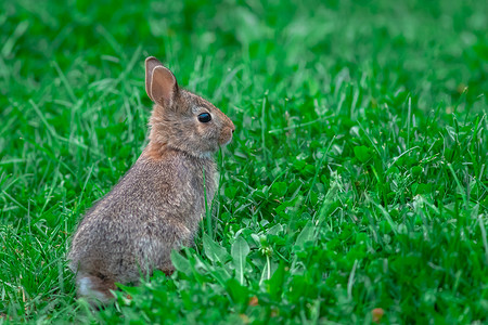 小棉尾兔坐在绿草中