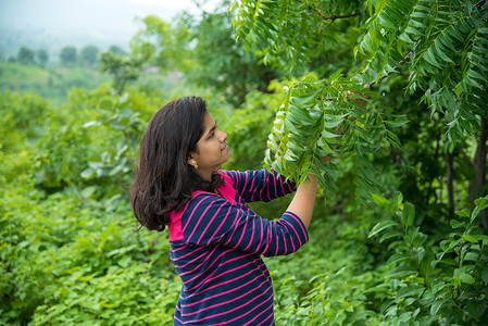 年轻女孩在田间检查或观察印楝（Azadirachta indica）树叶