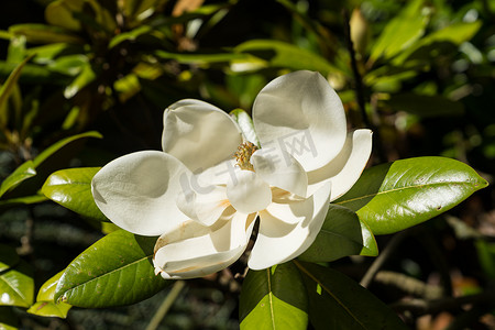 大花玉兰的一朵花，一朵大白花，香味浓郁，长在常绿植物上