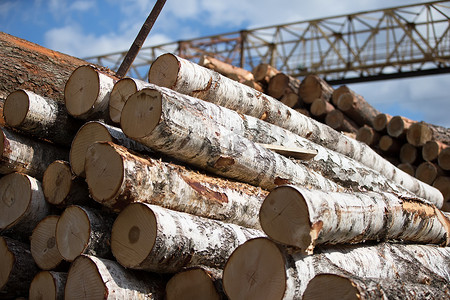 原木风干花摄影照片_在木材加工厂的桦木原木。木工行业