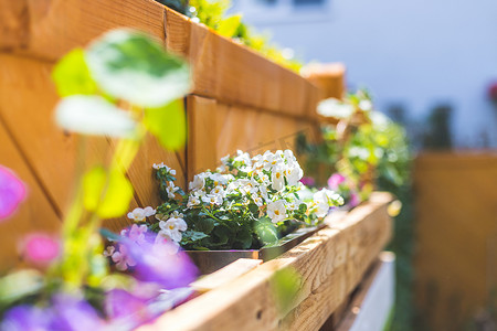 上架中摄影照片_在自己的花园里自己做花箱：欧洲调色板中的春天花朵
