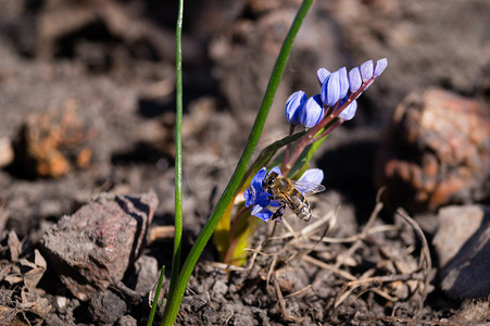 一只蜜蜂在春天花园里的蓝铃花上关闭。