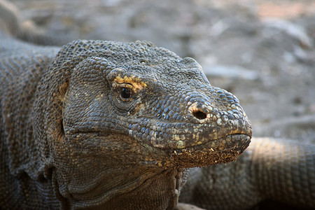 科莫多巨蜥摄影照片_科莫多巨蜥在科莫多国家公园的特写