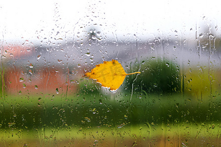 与一片黄色桦树叶子的秋天天气