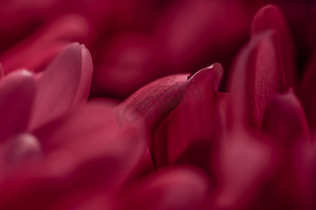 香味摄影照片_盛开的红雏菊花瓣、抽象的花卉艺术背景、春天大自然中的花朵香水香味、婚礼、奢华美容品牌假日设计