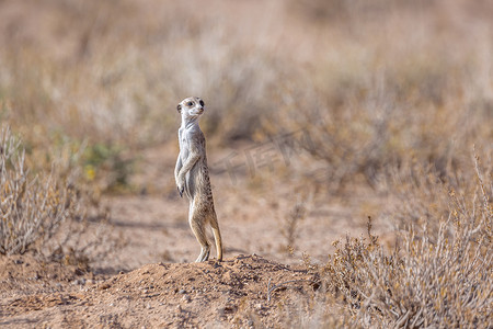 南非 Kgalagadi 跨境公园的猫鼬