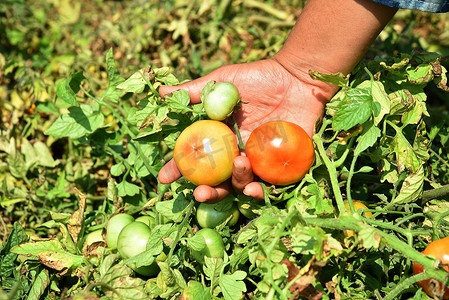 在有机农场或田地采摘或检查新鲜西红柿的快乐年轻女性