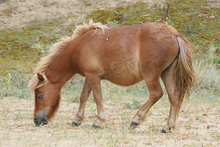 布朗设得兰矮种马在沙丘中吃草 布朗设得兰矮种马在沙丘中吃草