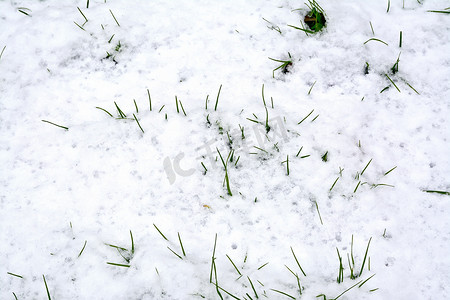 雪中​​草绿