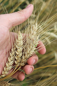 手中的小麦小穗
