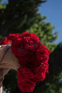 鲜花玫瑰摄影照片_手中用帆布包裹的美丽玫瑰