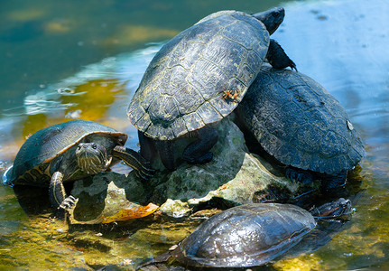 池塘里的红耳龟或水龟