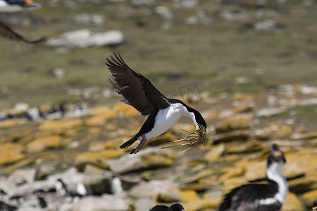 鸬鹚王 (Phalacrocorax atriceps)