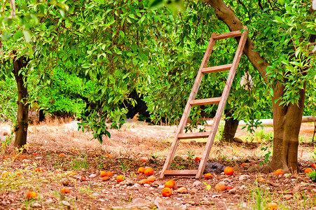 在花园里的橙色柑橘树和树上的楼梯上收获