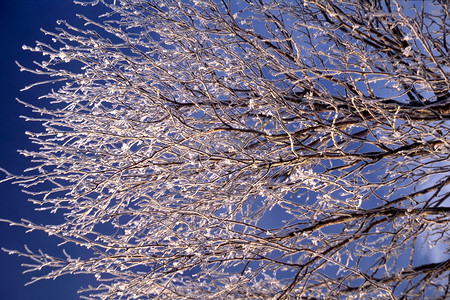 白雪皑皑的树枝