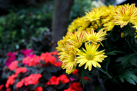 黄色杂色菊或珍宝花