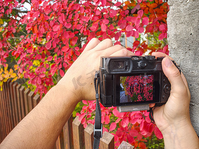 照片照相机的显示在庭院里显示红色茂盛的叶子