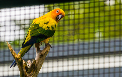 彩色鸟类摄影照片_一只彩色太阳鹦鹉坐在树枝上的肖像，来自美国的热带小鹦鹉，濒危鸟类