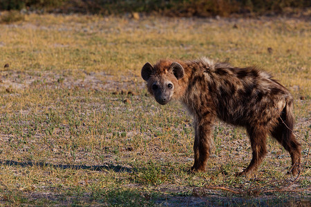 鬣狗在国家公园坦桑尼亚