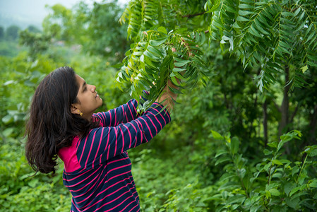 治愈森林摄影照片_年轻女孩在田间检查或观察印楝（Azadirachta indica）树叶