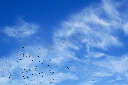 鸽群摄影照片_飞翔的鸽群
