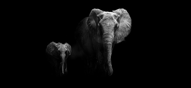大象和小象摄影照片_妈妈和小象