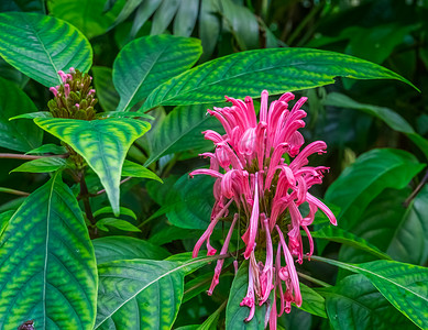 巴西羽花的特写，来自美国大西洋森林的五颜六色的热带植物