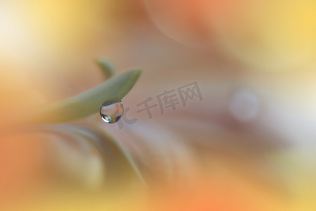 美丽的自然 Background.Floral 艺术设计.Abstract Macro Photography.Gerbera Daisy Flower.Pastel Flowers.Orange 背景。